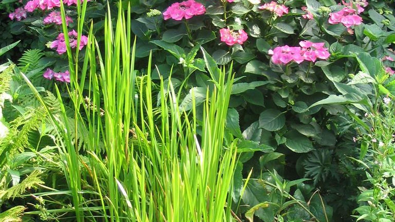 Garten, im Juli Garten, im Juli